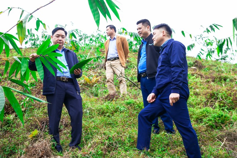 Phó Chủ tịch UBND huyện kiểm tra tiến độ dồn điền đổi thửa và các mô hình kinh tế trên địa bàn thị trấn Yên Bình