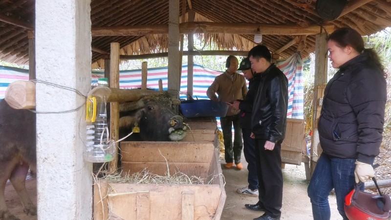 Quang Bình: Xã Hương Sơn tăng cường công tác phòng, chống đói rét cho đàn gia súc