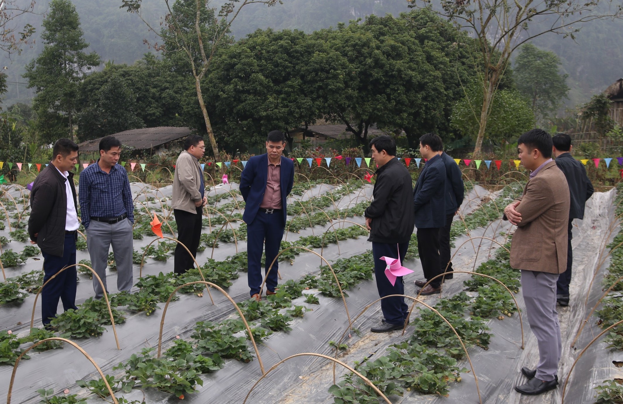 Lãnh đạo huyện thăm mô hình trồng Dâu Tây và kiểm tra công tác chuẩn bị cho Tết trồng cây tại thôn Chì, Xuân Giang và thôn Khun, xã Bằng Lang