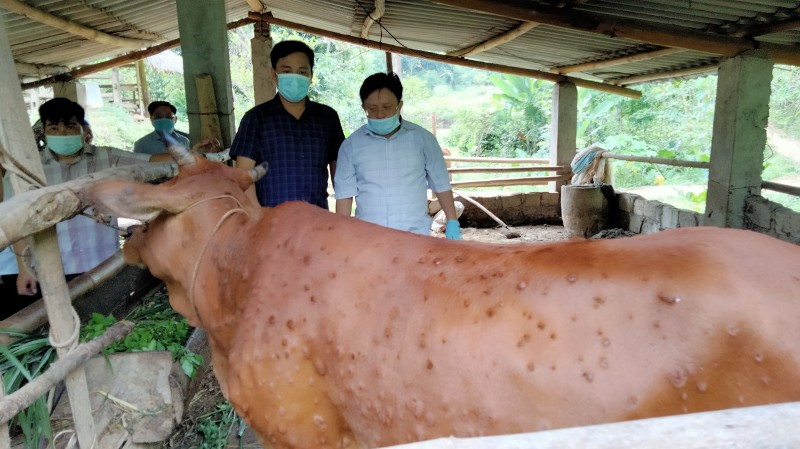 Đoàn công tác Chi cục Thú y tỉnh kiểm tra viêm da nổi cục ở bò tại xã Yên Hà