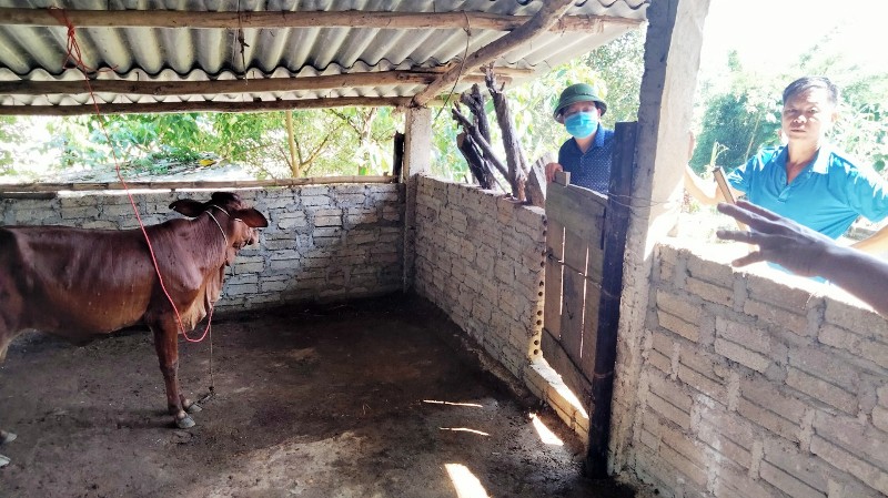 Phó Chủ tịch UBND huyện kiểm tra viêm da nổi cục ở bò tại xã Tân Bắc