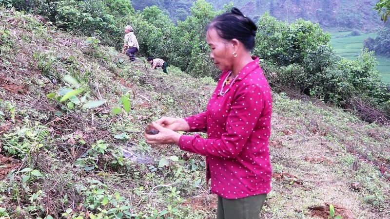Quang Bình phát triển kinh tế gắn với bảo vệ rừng