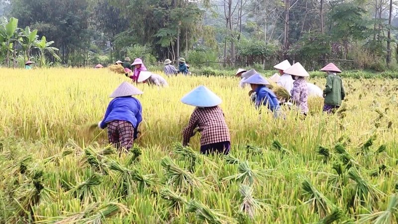 Quang Bình thu hoạch lúa Mùa